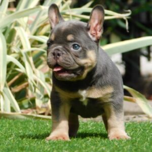Edna French Bulldog