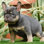 Edna-female-french-bulldog-puppy-for-sale- (3)
