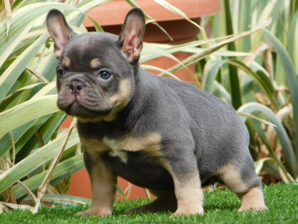 Edna French Bulldog Edna French Bulldog