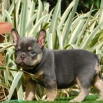 Edna-female-french-bulldog-puppy-for-sale- (4)