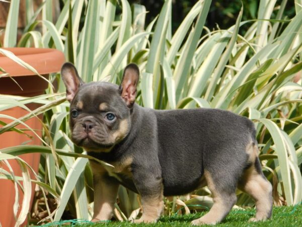 Edna French Bulldog Edna French Bulldog