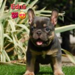 Edna-female-french-bulldog-puppy-for-sale- (5)