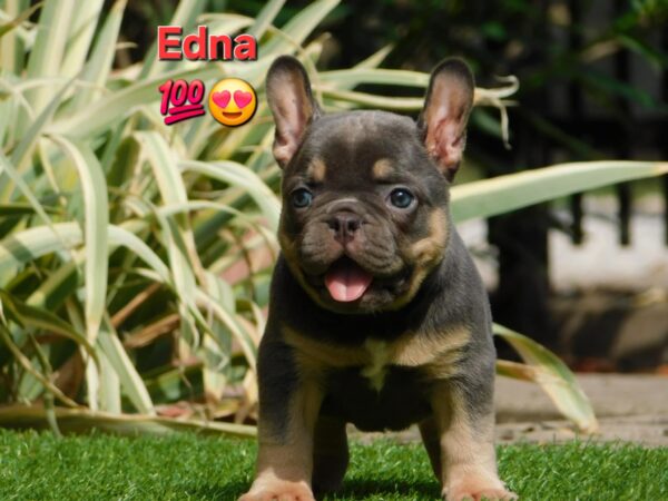 Edna French Bulldog Edna French Bulldog