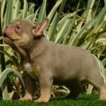 Ella-female-french-bulldog-puppy-for-sale- (1)