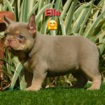 Ella-female-french-bulldog-puppy-for-sale- (2)