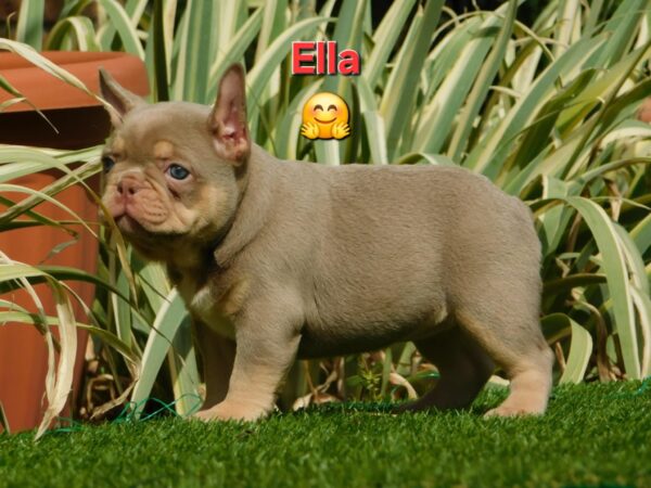 Ella French Bulldog