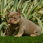 Ella-female-french-bulldog-puppy-for-sale- (3)