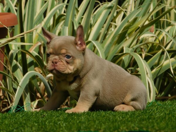 Ella French Bulldog