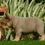 Ella-female-french-bulldog-puppy-for-sale- (4)