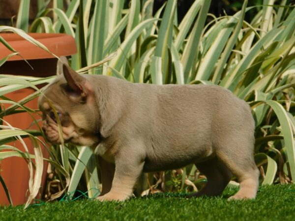 Ella French Bulldog
