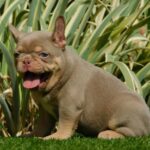 Ella-female-french-bulldog-puppy-for-sale- (5)
