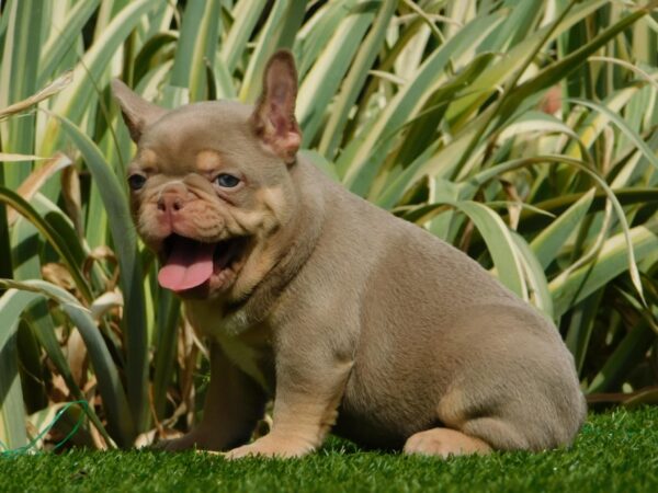 Ella French Bulldog