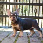 Emily-female-french-bulldog-puppy-for-sale- (1)