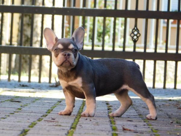 Emily French Bulldog
