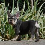 Emily-female-french-bulldog-puppy-for-sale- (2)
