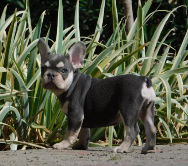 Emily French Bulldog