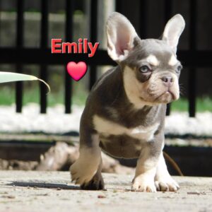 Emily French Bulldog
