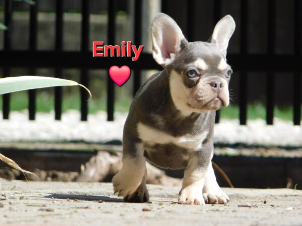 Emily French Bulldog