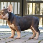 Emily-female-french-bulldog-puppy-for-sale- (4)
