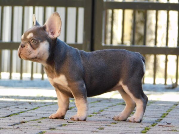 Emily French Bulldog