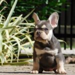 Emily-female-french-bulldog-puppy-for-sale- (5)