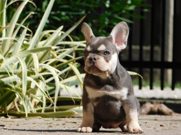 Emily French Bulldog