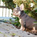Emily-female-french-bulldog-puppy-for-sale- (6)