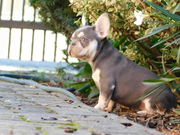 Emily French Bulldog