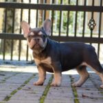 Emily-female-french-bulldog-puppy-for-sale- (7)