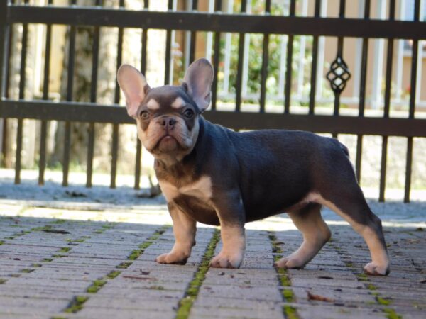 Emily French Bulldog