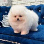 Era-female-Pomeranian puppy-for-sale-1