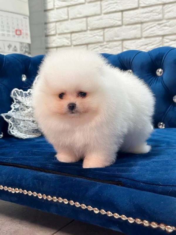 Era Pomeranian Era Pomeranian