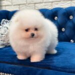 Era-female-Pomeranian puppy-for-sale-2