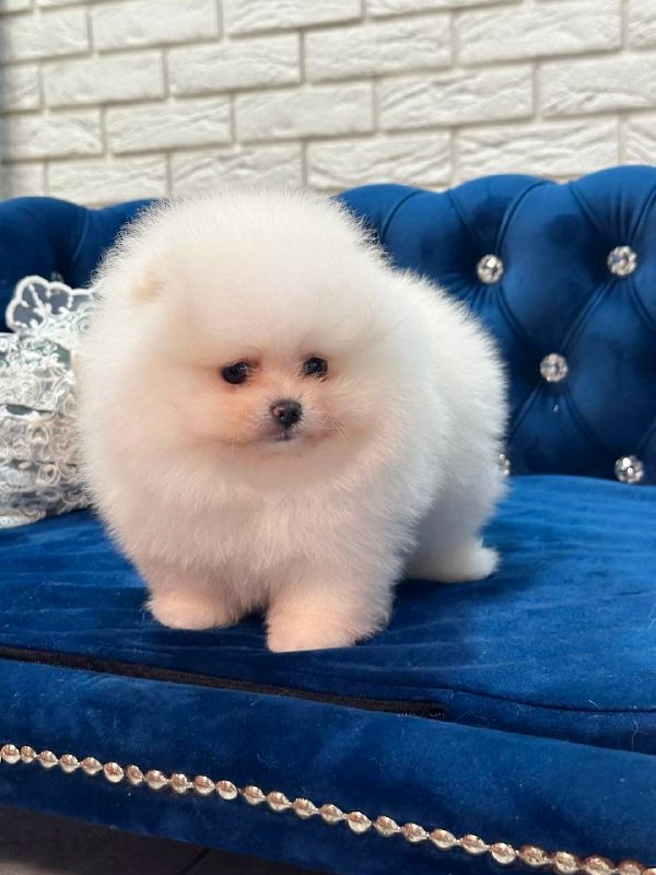 Era Pomeranian Era Pomeranian