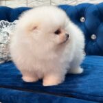 Era-female-Pomeranian puppy-for-sale-3