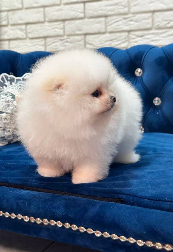 Era Pomeranian Era Pomeranian