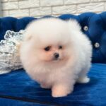 Era-female-Pomeranian puppy-for-sale-4