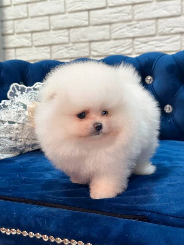 Era Pomeranian Era Pomeranian