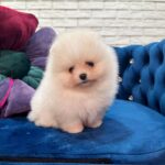Eva-female-Pomeranian puppy-for-sale-1