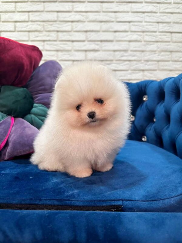 Eva Pomeranian Eva Pomeranian