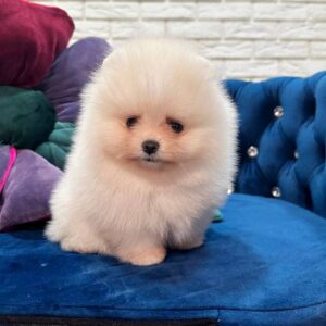 Eva Pomeranian Eva Pomeranian