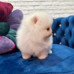 Eva-female-Pomeranian puppy-for-sale-3