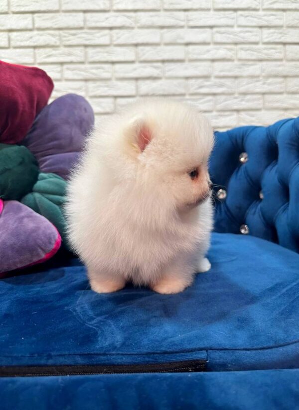 Eva Pomeranian Eva Pomeranian