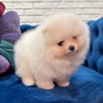 Eva-female-Pomeranian puppy-for-sale-4