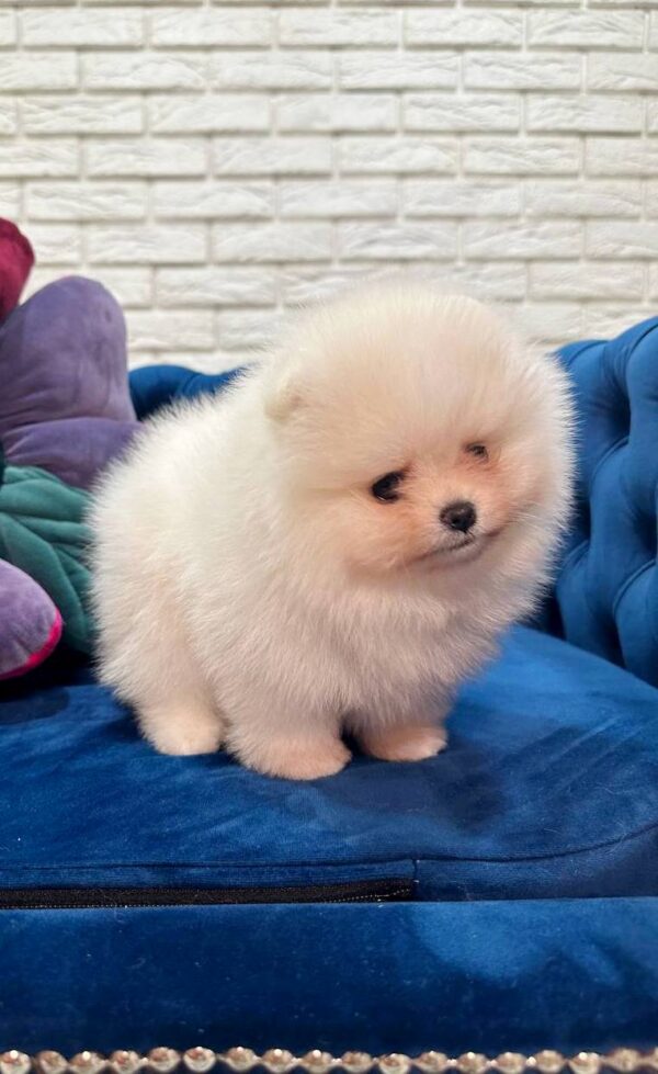 Eva Pomeranian Eva Pomeranian