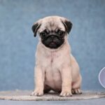FORTYNA-female-Pug-puppy-for-sale-1