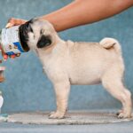FORTYNA-female-Pug-puppy-for-sale-3