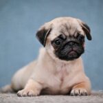 FORTYNA-female-Pug-puppy-for-sale-4