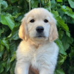 Fiona Golden Retriever