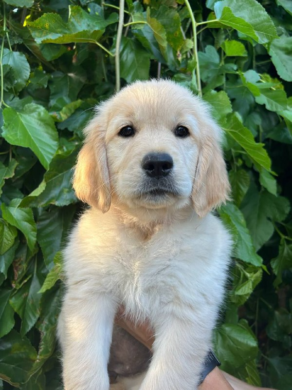 Fairy Golden Retriever Fairy Golden Retriever